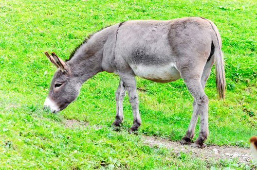 Gray donkey grazing on a meadow