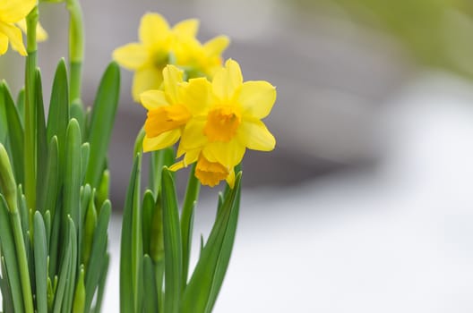 The yellow daffodil (Narcissus) also known as the daffodil.