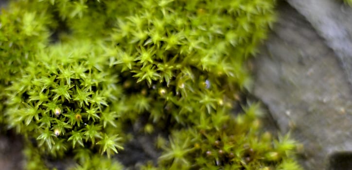 Picture of a Moss on an old apple tree