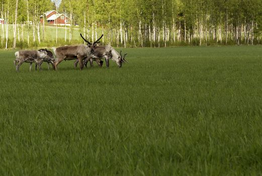 A pack of reindeers in front of some birches observing