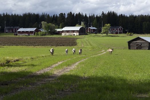 A group of reindeers walking on a road in front of some buildings