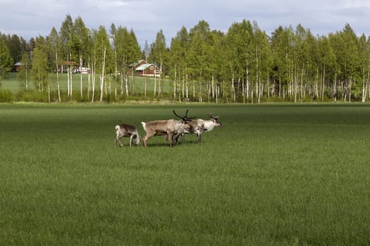 A group of reindeers on an open field in front of some birches