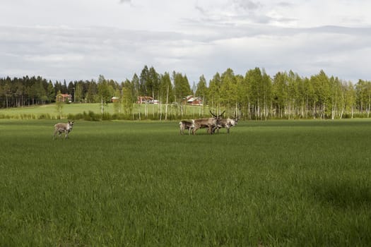 A group of reindeers walking in the nature on a green field