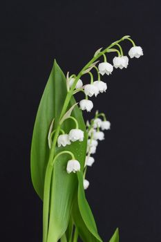 lily of the valley