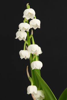 Lily of the valley