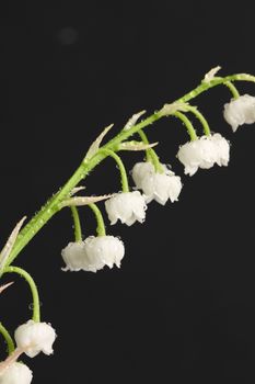 Lily of the valley