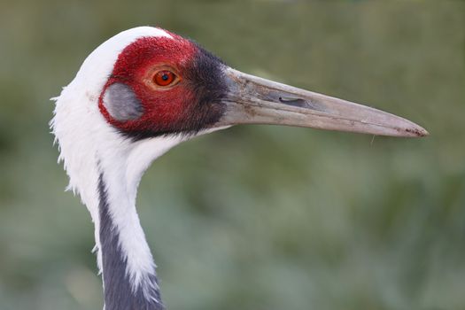 Portrait of a beautiful white-naped crane bird with a long beak