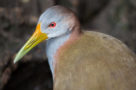 Portrait of a Giant Woodrail bird with a long orange beak and red eye