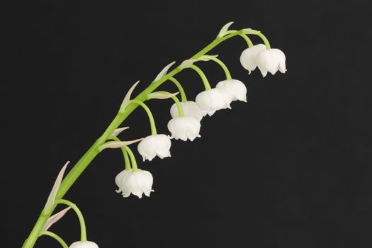 Lily of the valley