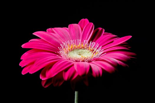 Purple gerbera flower