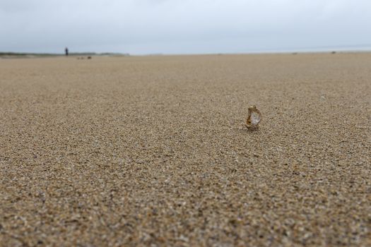 Seashell on the sandy beach and a person walking in the horizon.