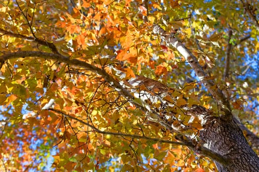 Autumn. Fall. Autumnal Park. Autumn Trees and Leaves