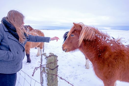 Pony and girl a winter's day in Iceland