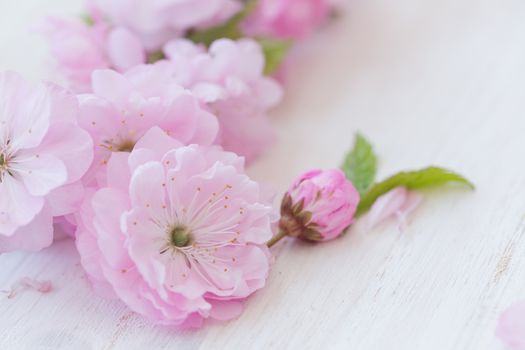 Pink flowers close-up on white wooden background
