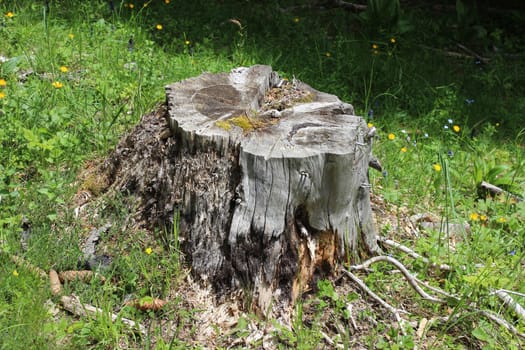 Tree stump on the green grass in the forest