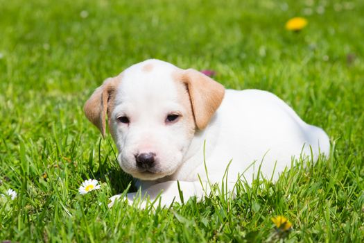 Mixed-breed adorable cute little puppy outdoors on a meadow on a sunny spring day.