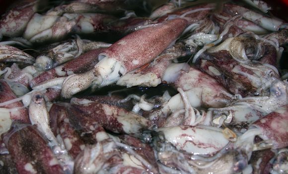 Fresh squid calamary on a fish market in India, Goa.