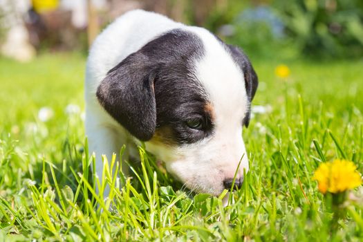 Mixed-breed cute little puppy outdoors on a meadow on a sunny spring day.