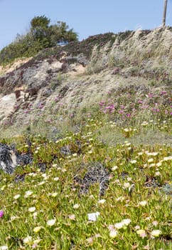 flowers on the hills in the north algarve