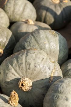 Blue blauer Hokkaido cucurbita pumpkin pumpkins from autumn harvest on a market