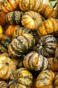 Sweet Lightning Microwave cucurbita pumpkin pumpkins from autumn harvest on a market