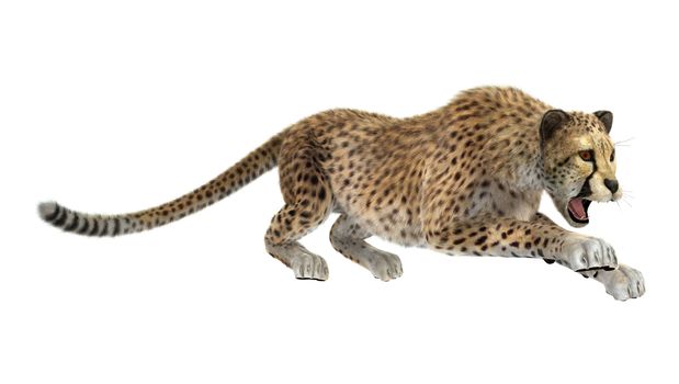 3D digital render of a big cat cheetah isolated on white background