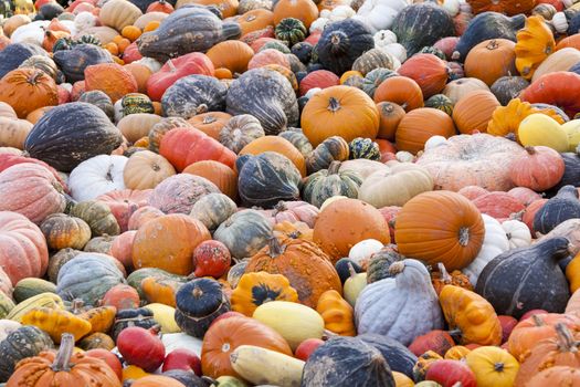 Different maxima and pepo cucurbita pumpkin pumpkins from autumn harvest on a market