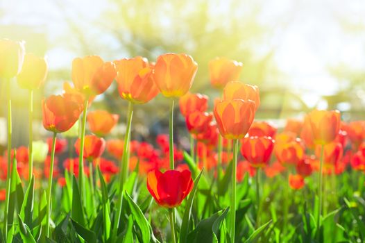 Field of red colored tulips with starburst sun
