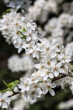 Spring season apple tree are blooming