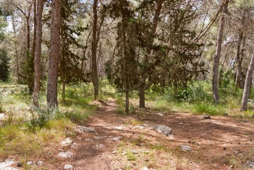 Solar lawn in a pine forest. Israel