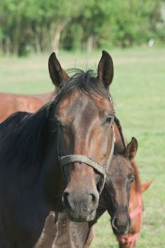 The horses graze freely on pastures green.