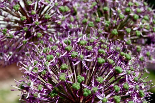 The ornamental onions in the spring flower garden ornament.