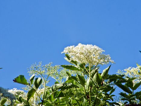 The elder white flowers can be cured.
