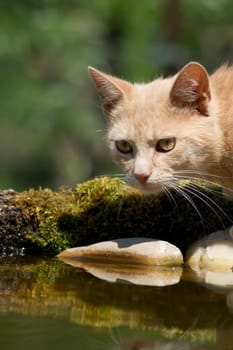 The cat's water bowl for bird hunting.