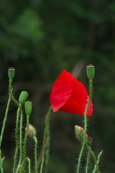 Poppy (Papaver rhoeas) flowers in summer fields.