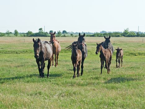 The horses graze freely on pastures green.