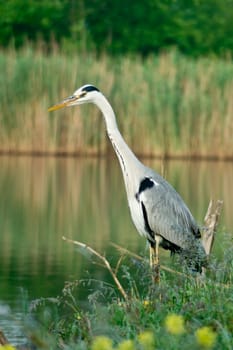 Blue heron  (Ardea cinerea) in the reeds.