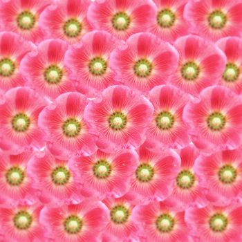 beautiful hollyhock flower as floral background