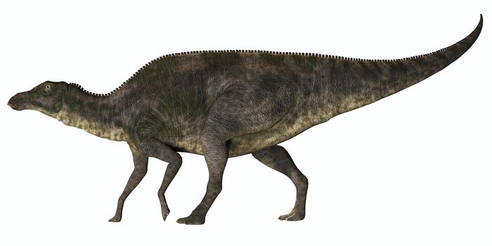 Maiasaura was a duck-billed herbivorous dinosaur that lived in Montana, USA in the Cretaceous Era.