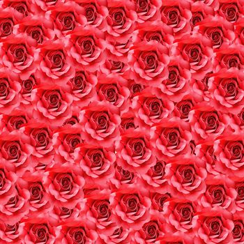 red rose flower as floral background  