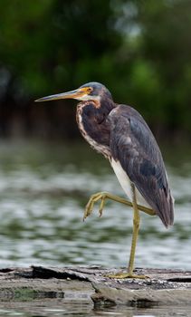 Tricolored heron (Egretta tricolor) wading in shallow water . The tricolored heron (Egretta tricolor), formerly known in North America as the Louisiana heron, is a small heron.