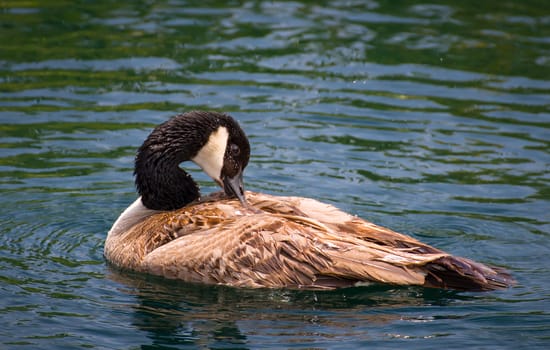 Canada Goose in placid water.