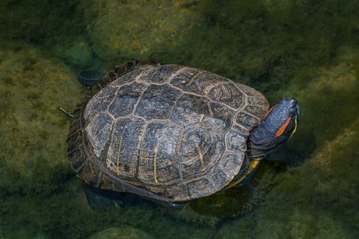 Red-eared Slider turtle in an aquatic setting.