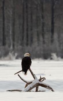 flying bald eagle ( Haliaeetus leucocephalus ). 