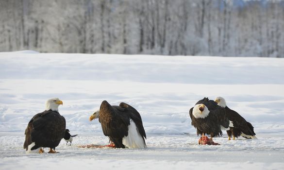 The four Bald eagles  ( Haliaeetus leucocephalus ) sits on snow and eats a salmon.  Alaska