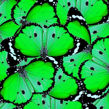 exotic green color butterfly isolated on white background