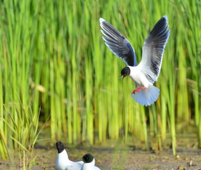 The Little Gull (Larus minutus) in flight. Little Gull, Hydrocoloeus minutus or Larus minutus, is a small gull which breeds in northern Europe and Asia.