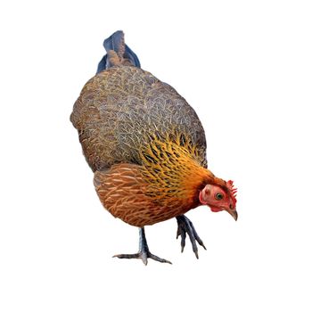 hen isolated on white background