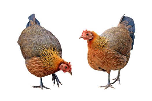 hen isolated on white background
