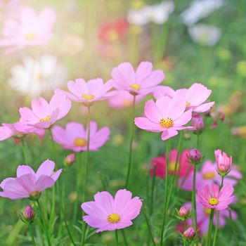 beautiful cosmos flower in the garden with sunlight